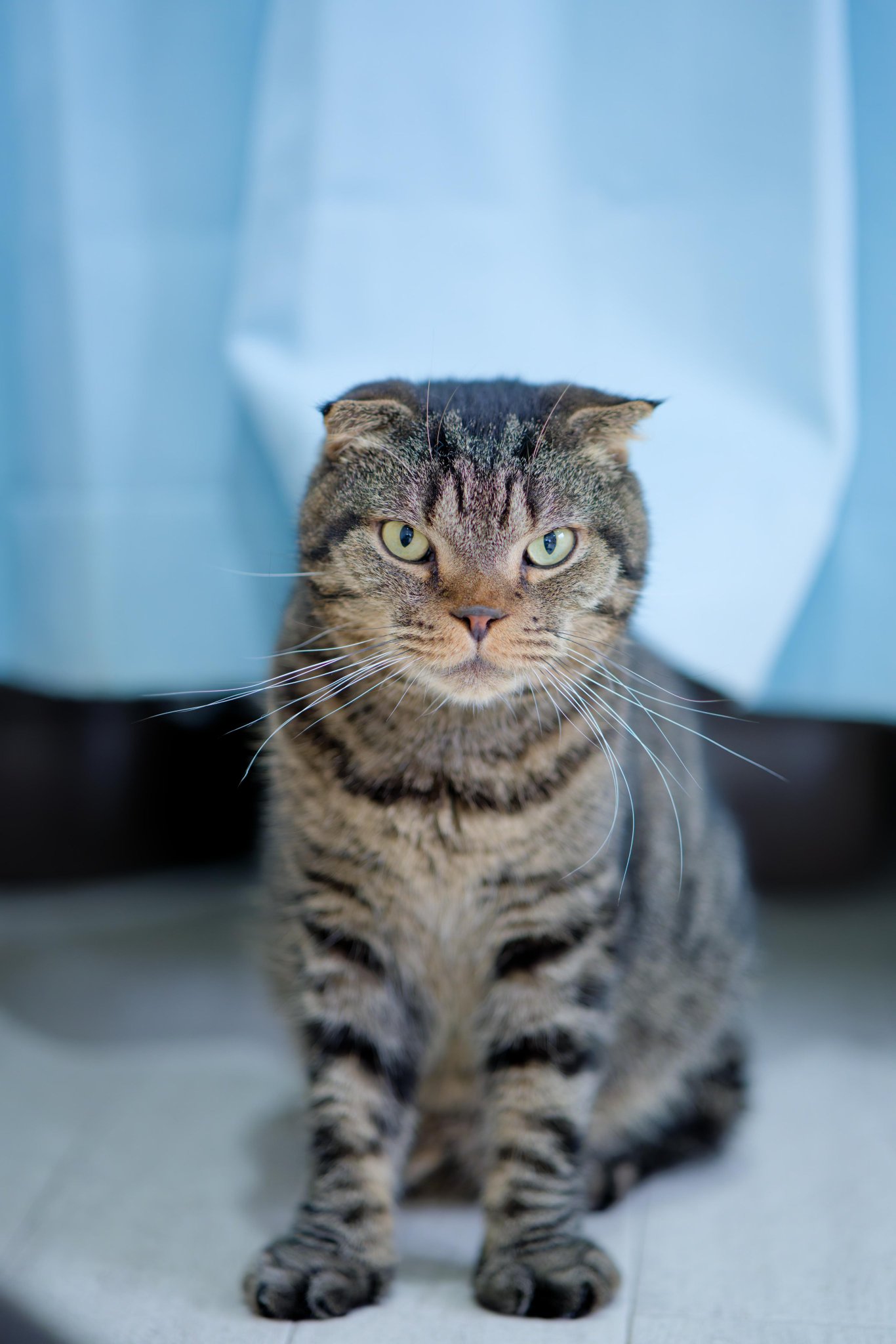 ねこ Hiroshi on X: 