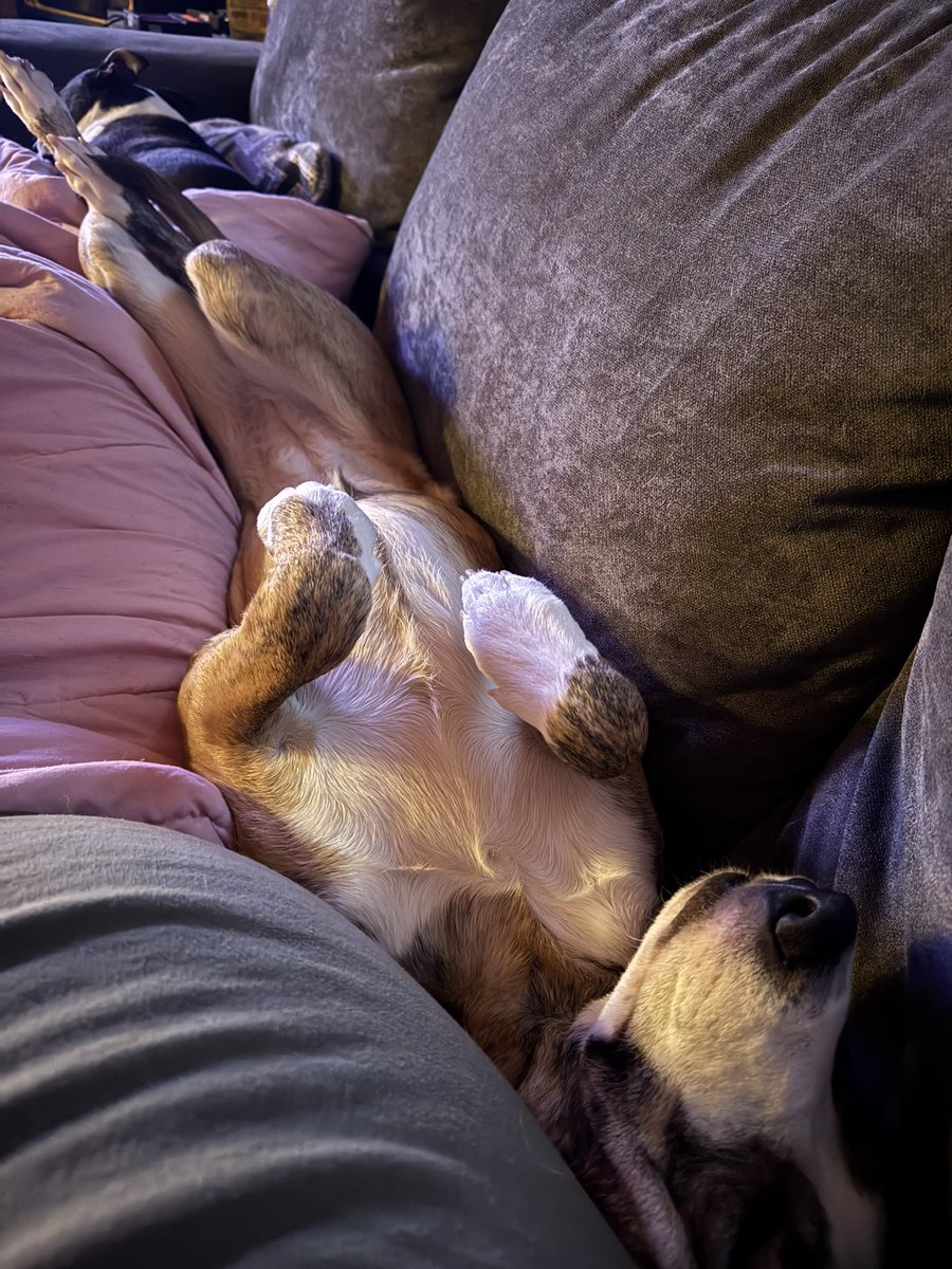 F530Josh's tweet image. I should just start posting random gore porn under the guise of calling it “news” and then doing huge blocks of affiliate marketing links in between posts.
But that sounds super fake and dumb. Here, have a picture of my dog being cute instead of some rage bait.