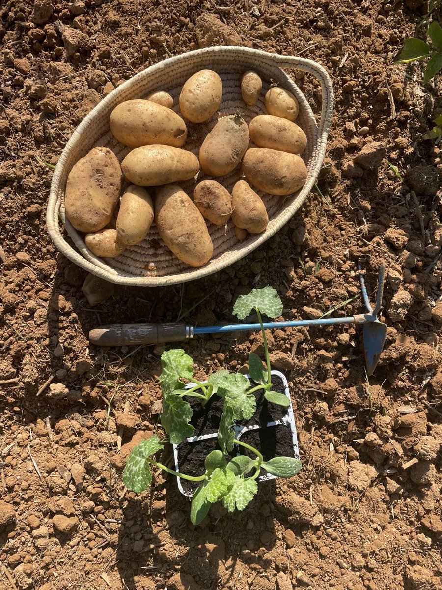 Earthbasedsoul's tweet image. Potatoes out, late-summer zucchini in 🌱🌱
The potatoes did their job, now the soil is richer and looser. I’ll still add some homemade compost to boost its fertility.
#solarpunkhub
#microclimatefarm