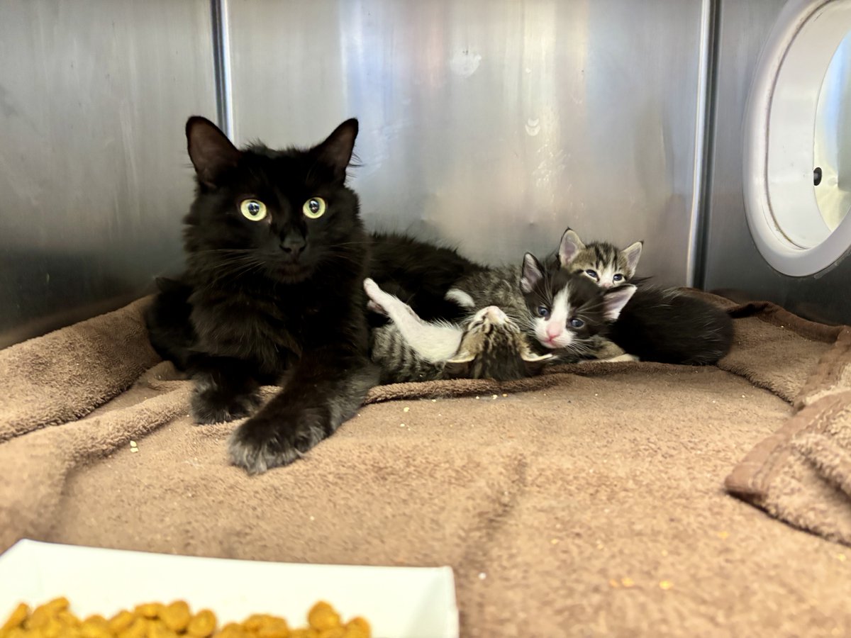 animalfndlv's tweet image. Kitten foster homes needed! 🚨
Our nursery is overflowing with 62 tiny kittens and a few nursing mamas who need foster homes.
Fostering usually lasts 2–8 weeks.
Bonus: Fosters get first dibs on adopting!
Learn how to get started here: bit.ly/3WBAswQ