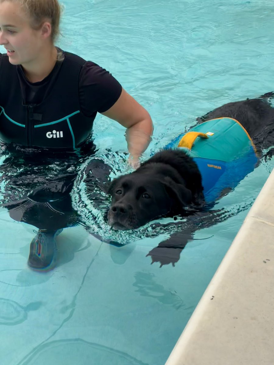 olive_blacklab's tweet image. Third hydrotherapy session check out my paddle paw 🐾 6 laps today 😇
#greyfriarsrehabandhydro