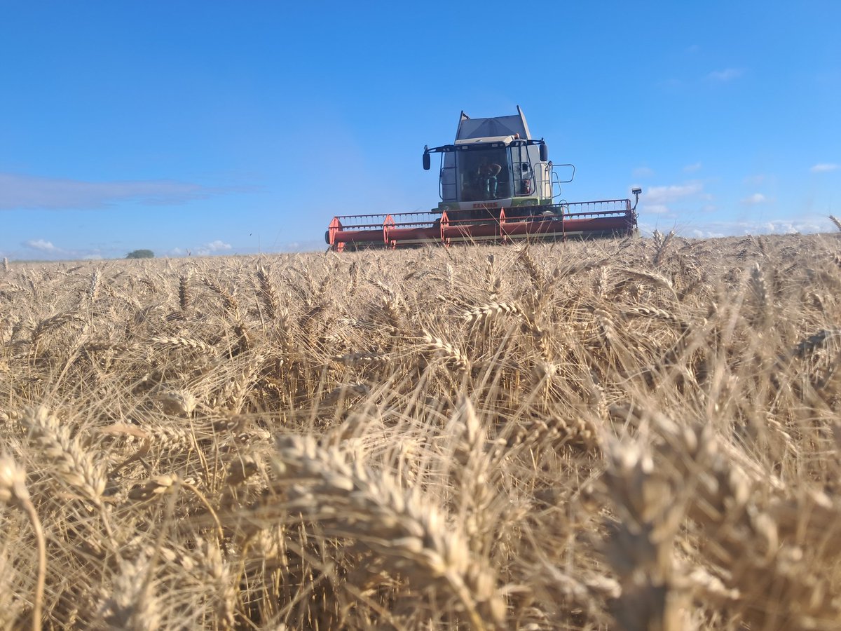 Après une matinée grisonnante,
Suite (mais pas fin) de la moisson 2025 des blés.
La qualité du grain est excellente. L'objectif est d'en récolter le maximum avant les pluies annoncées ce week-end.
#FrAgTw
#CeuxQuiVousNourrissent