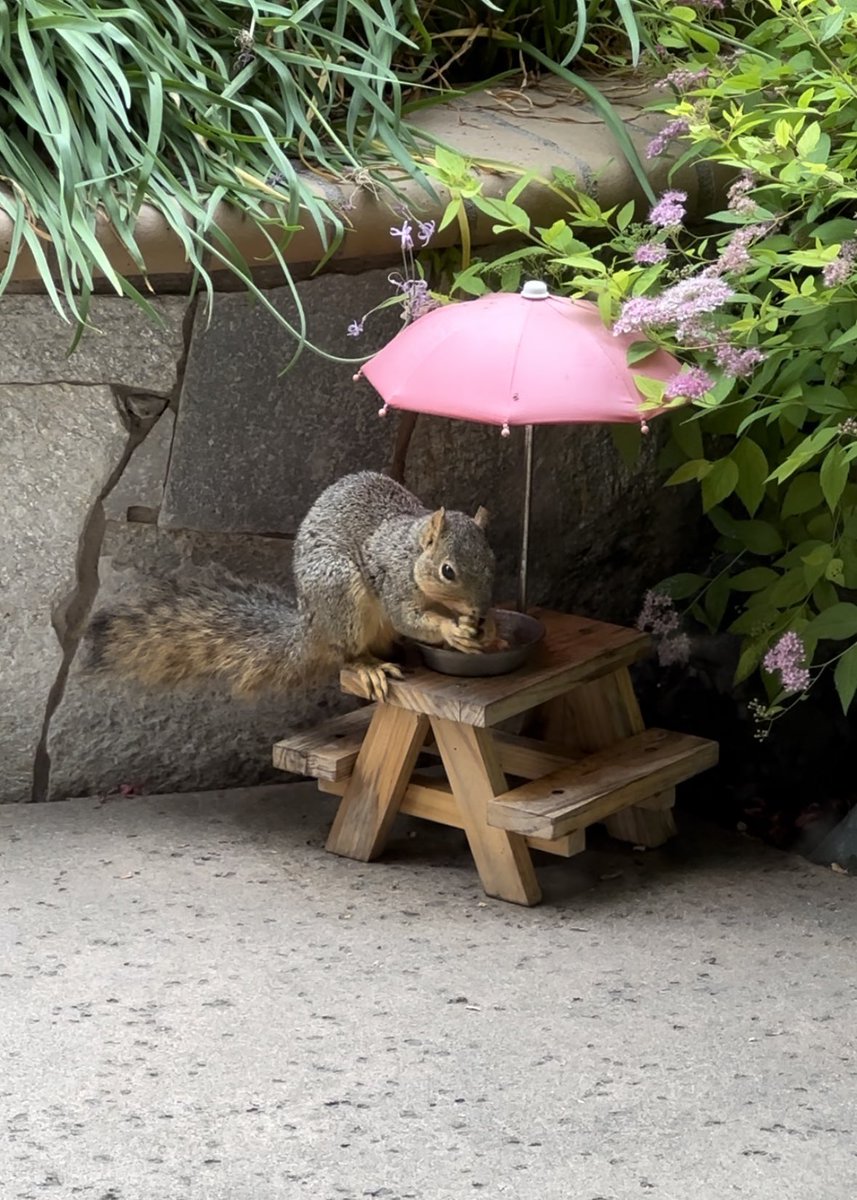 squirrelbuzz's tweet image. Squirrels these days, always with their feet up on the table! 😄🐾 #squirrelcafe ☕️🐿️ #squirrels #squirrelscrolling