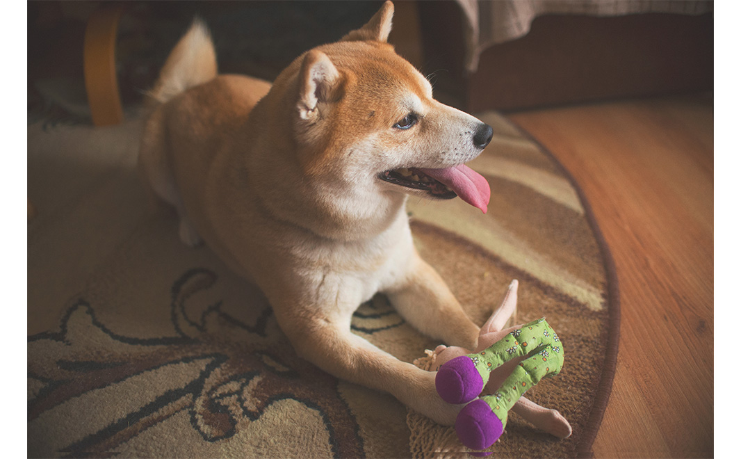 NaturePortfolio's tweet image. A study in @SciReports suggests that the way dogs engage with TV may depend on their personalities. Excitable dogs were more likely to follow on-screen objects while fearful or anxious dogs were more likely to respond to stimuli such as cars or a doorbell. go.nature.com/4kKOPYq