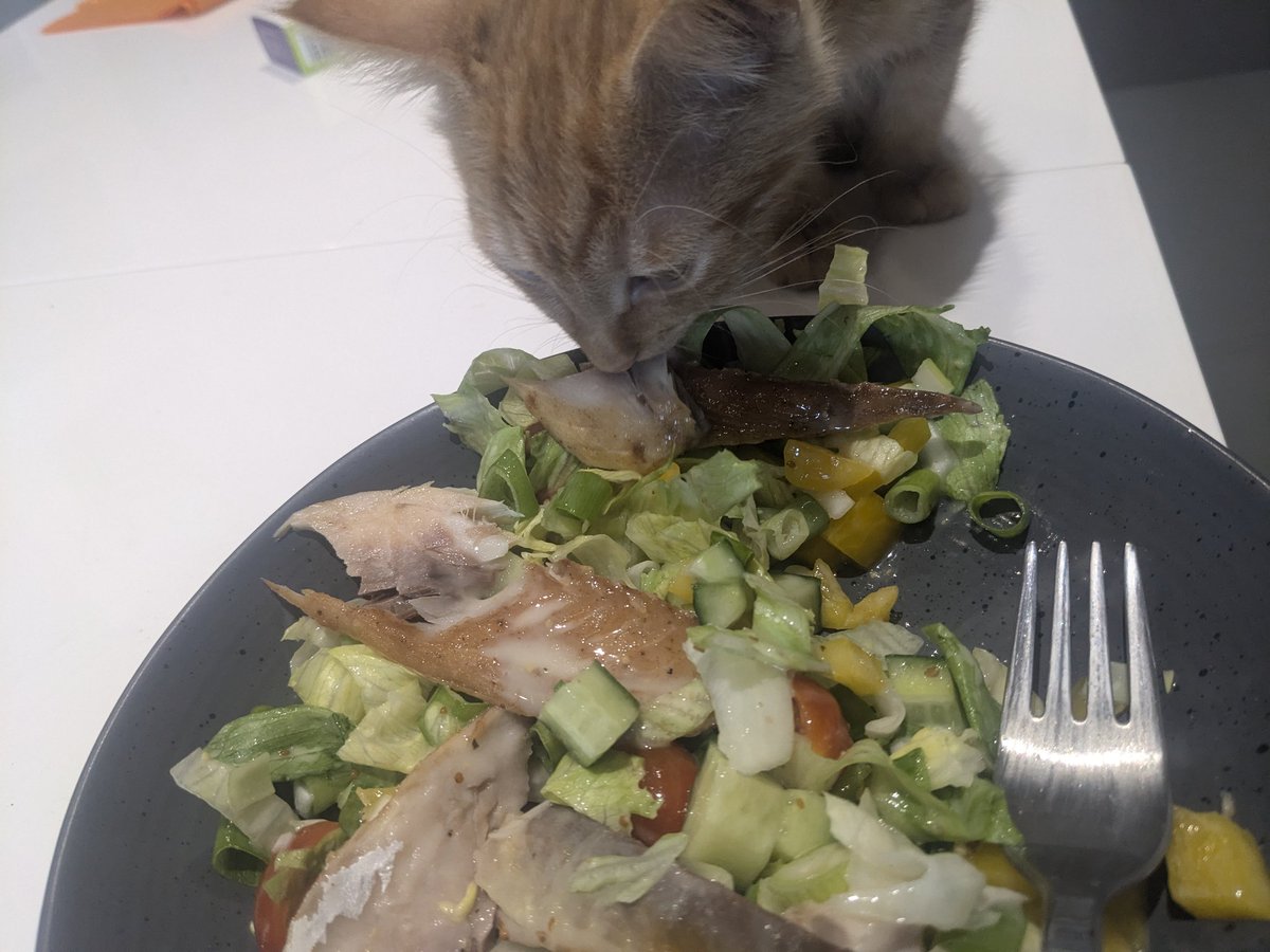 evilokapi's tweet image. Excuse me, ma'am. That mackerel is mine...