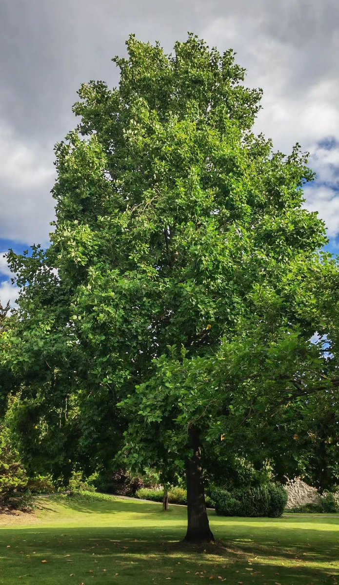 Evening #TreeClub 🌳