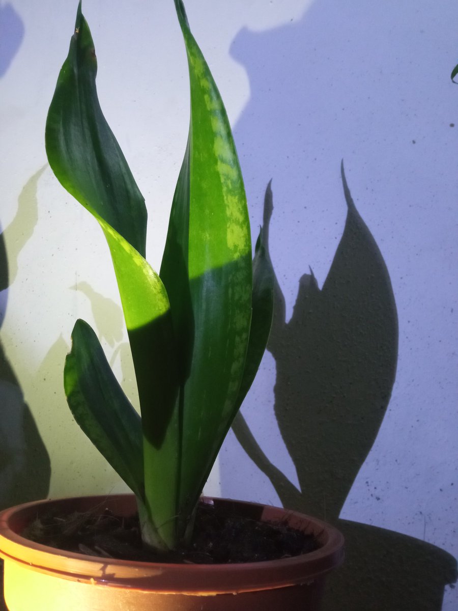 chowdhury_ara's tweet image. #indoorplants
MY INDOOR PLANTS🌿🍃🌱