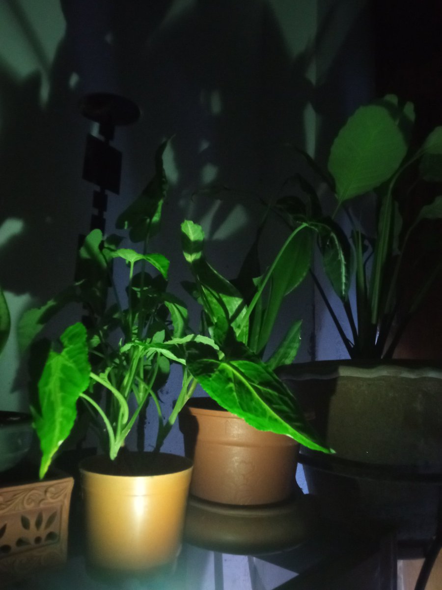 chowdhury_ara's tweet image. #indoorplants
MY INDOOR PLANTS🌿🍃🌱