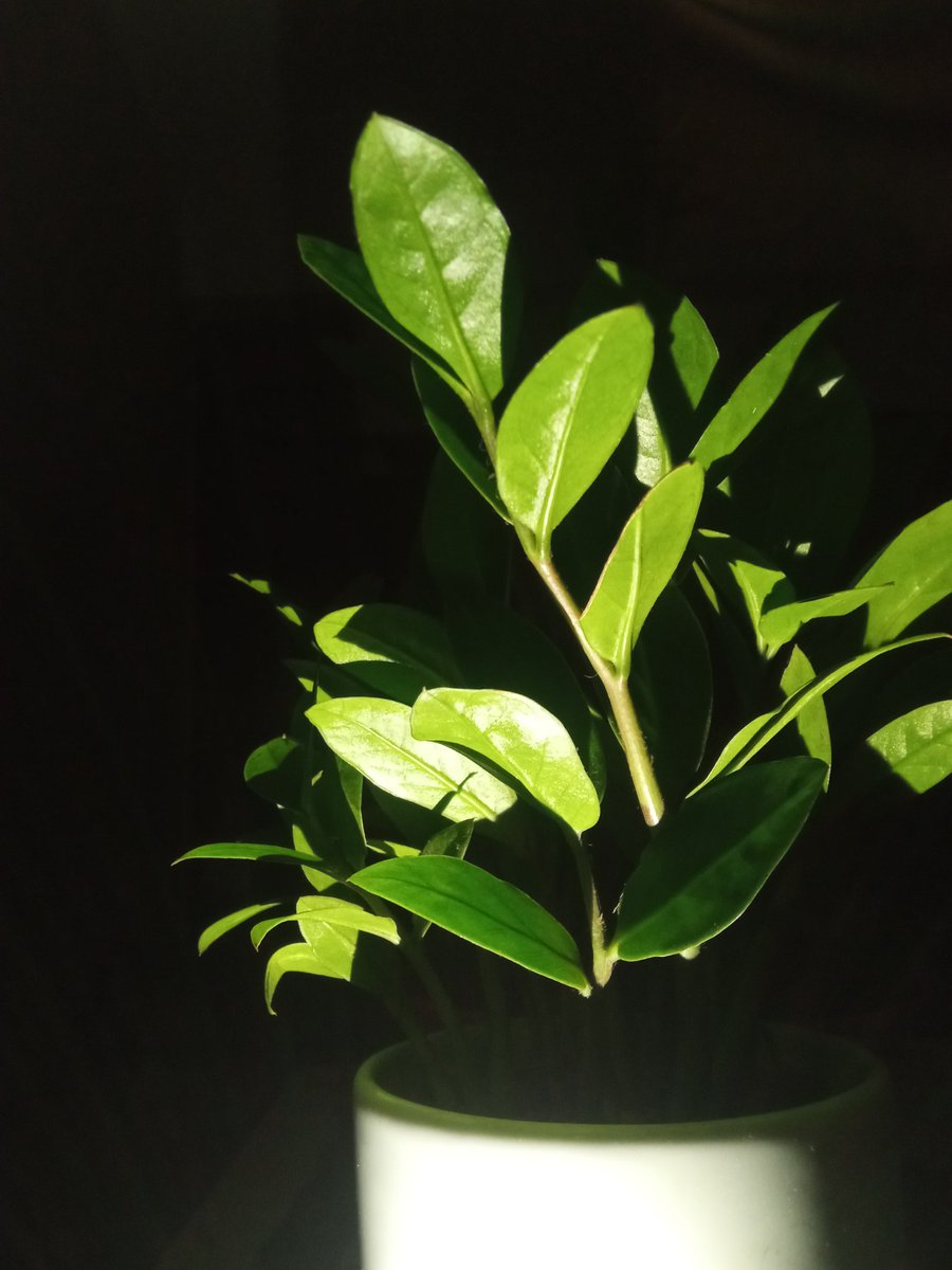 chowdhury_ara's tweet image. #indoorplants
MY INDOOR PLANTS🌿🍃🌱