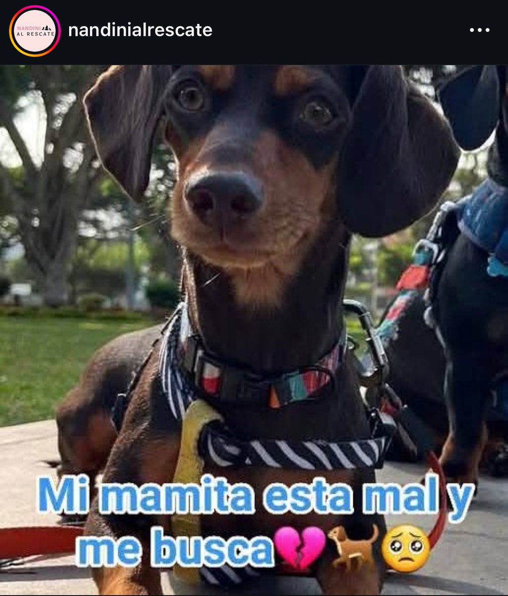 ticnt_'s tweet photo. Atropellaron a una señora y su mascota salió volando • Miraflores 🆘 

La perrita se fue corriendo por el miedo y la señora está hospitalizada y no puede salir a buscarla! 

La han visto por República de Panamá camino a Surquillo 

Es una salchicha, estaba con ropita
947251957 https://t.co/cRn8iX0zHH