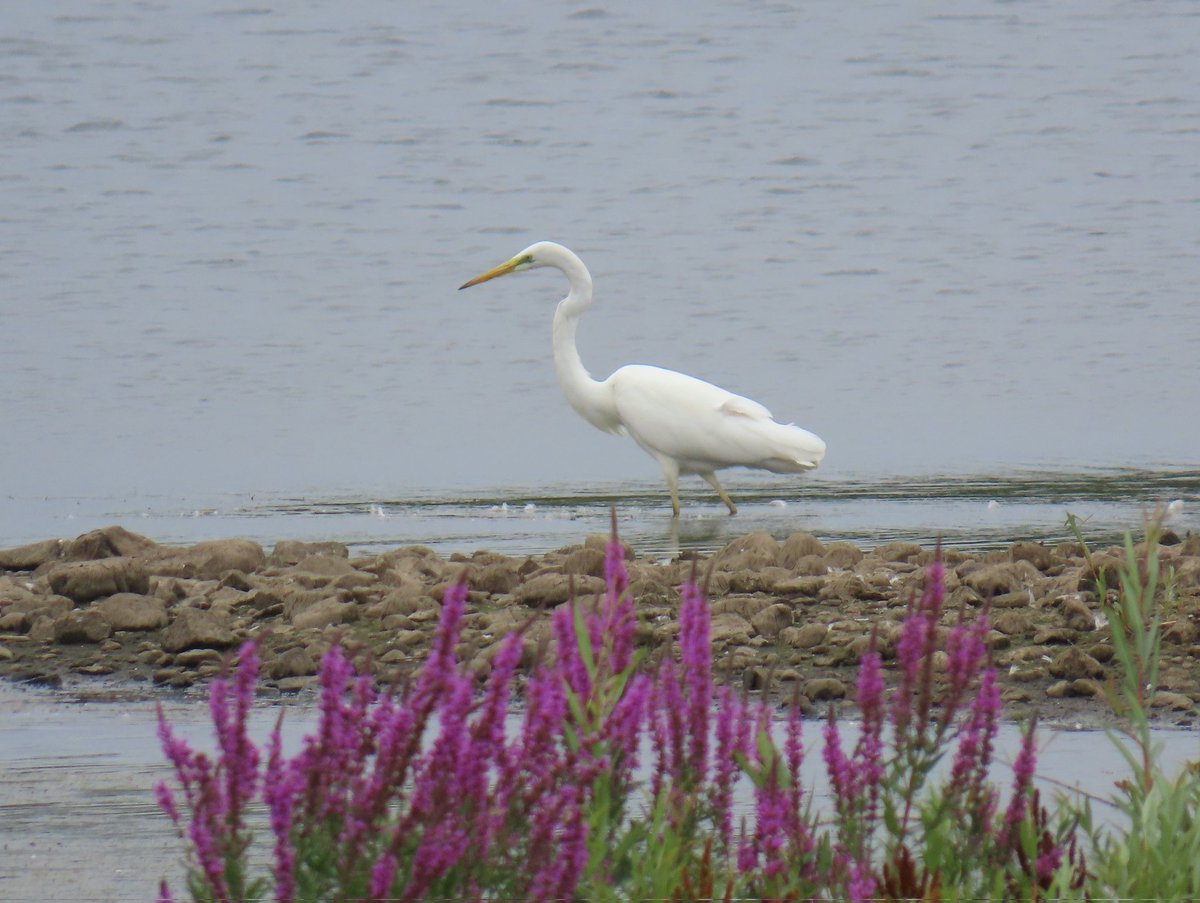 Joe Eckersley tweet media