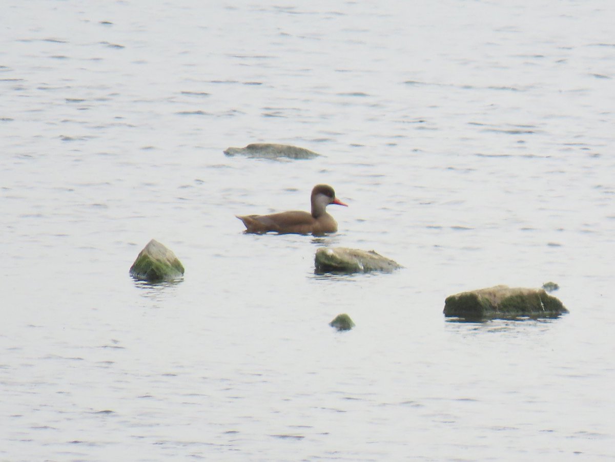 Joe Eckersley tweet media