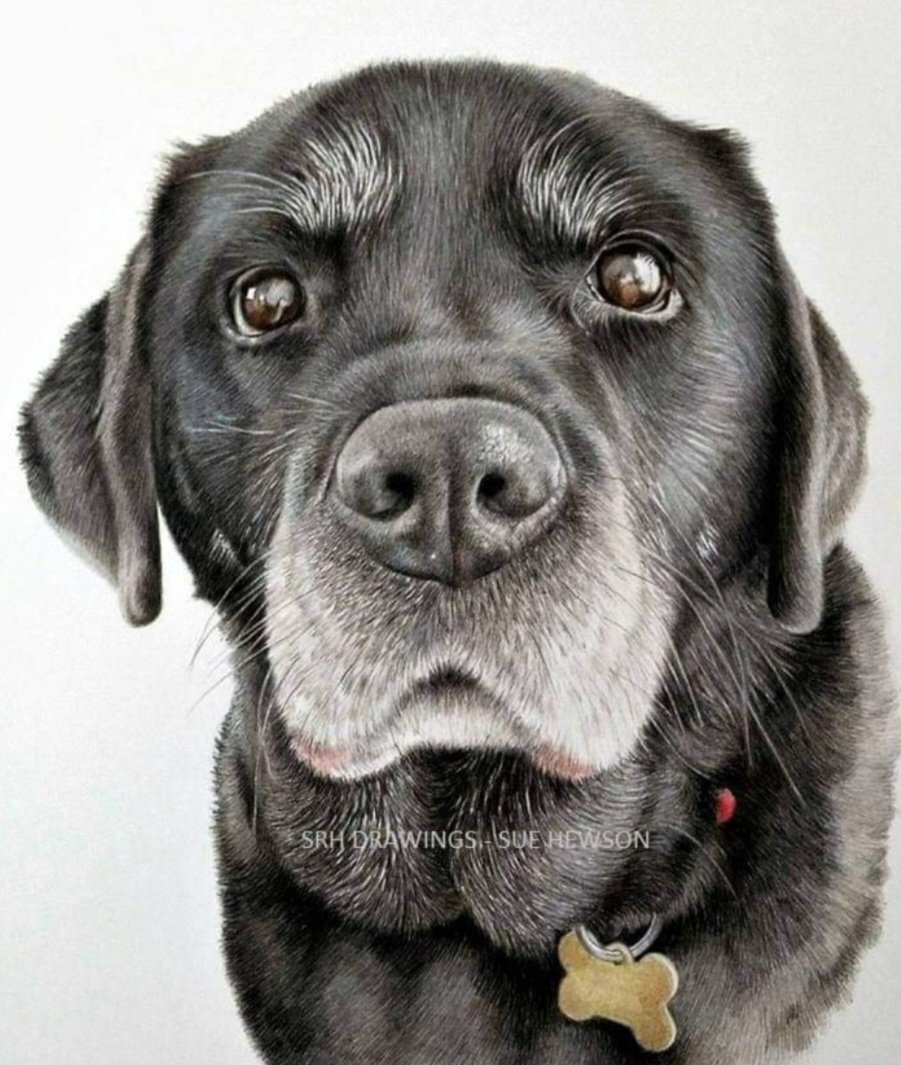 srh_sue's tweet image. Please see my pinned post on my profile for my July offer. 馃挍
#drawing #art #petportraits