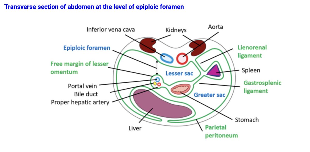 Epiploic Foramen Diagram [2026]