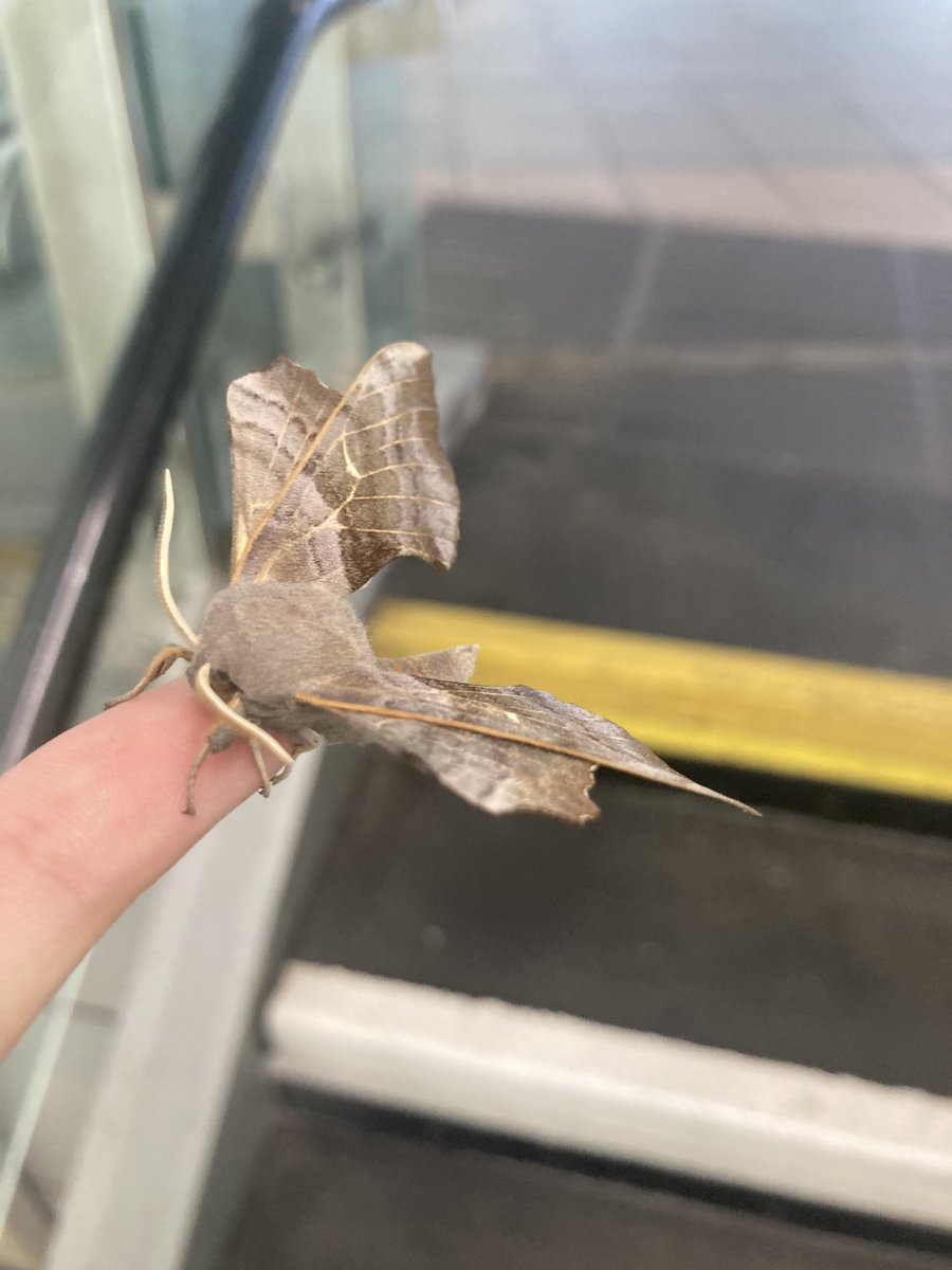 Bronwen Harding tweet media