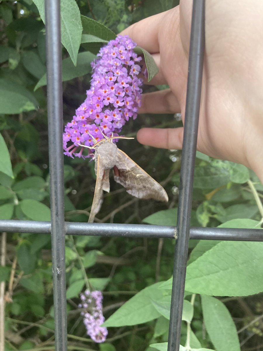 Rescued this gorgeous hawk moth on my way to the cinema to see Superman

Lex Luthor could never