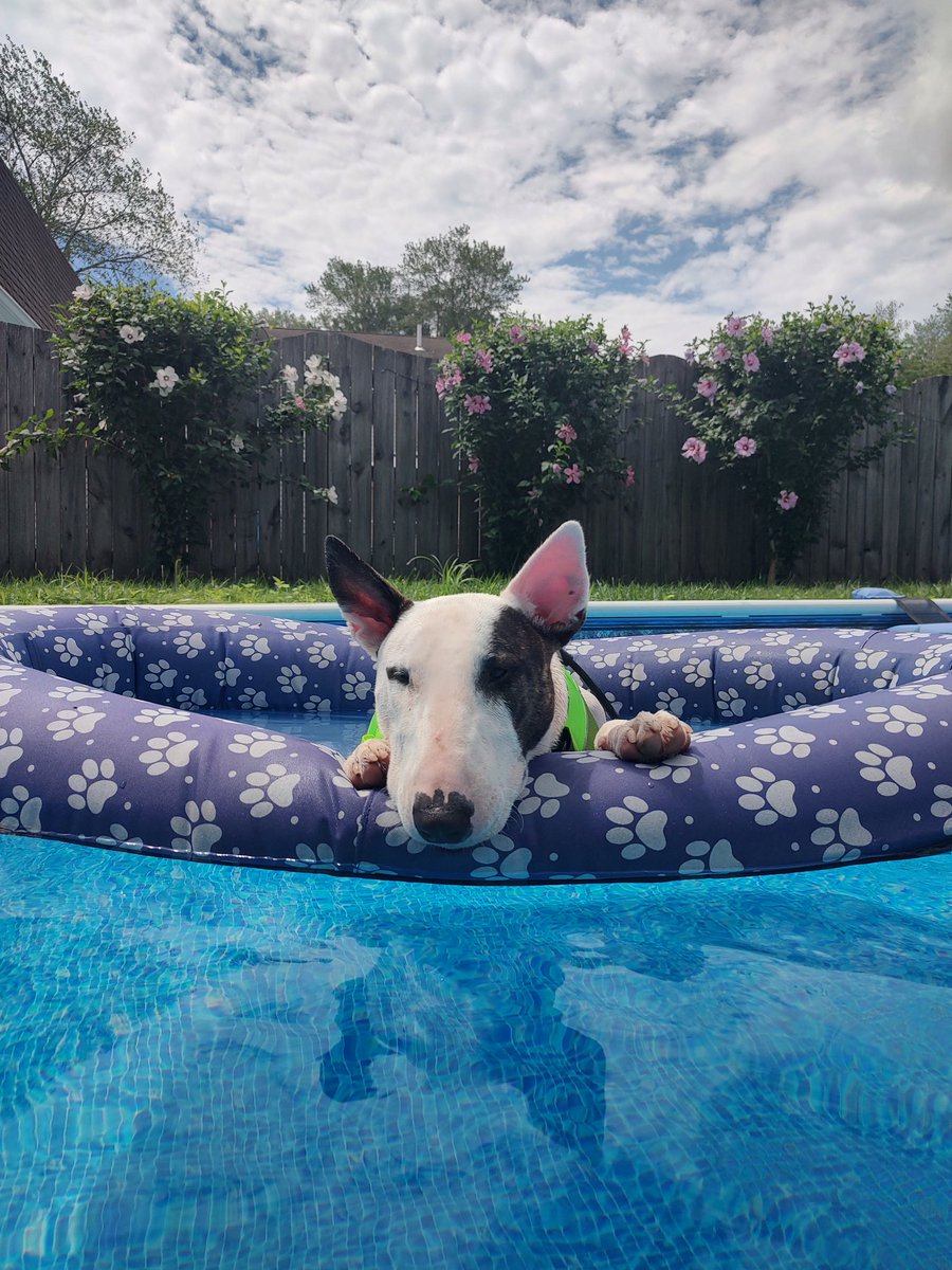 rexthetvterrier's tweet image. Today on #SpikesSpots,
nap in the pool. 89° and humid.
#Spike #PuppyLove #Dogs #thursdayvibes #Heatwave
