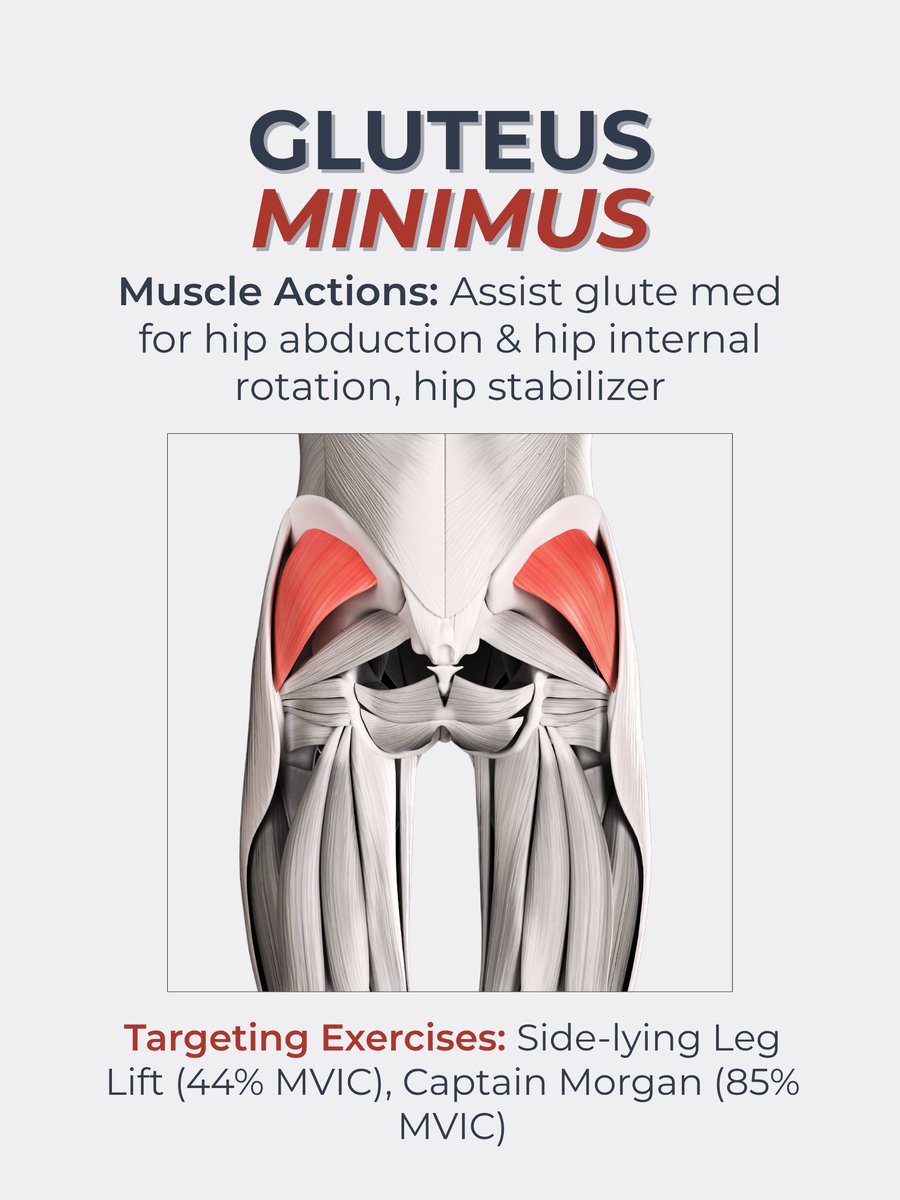 These glute exercises have been identified to have the most MVIC% (maximum isometric voluntary contraction) of each of the three glute muscles. 

The higher the MVIC%, the more work that particular glute muscle is doing. 

Read more on our full blog: theprehabguys.com/the-best-glute…