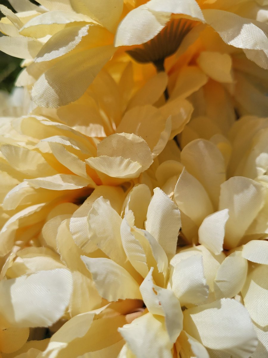 hopeformee's tweet image. Its been an extremely hot summer in Massachusetts. Just about 90 degrees every day. Blooms have been struggling to keep up but our garden has so many kinds of flowers