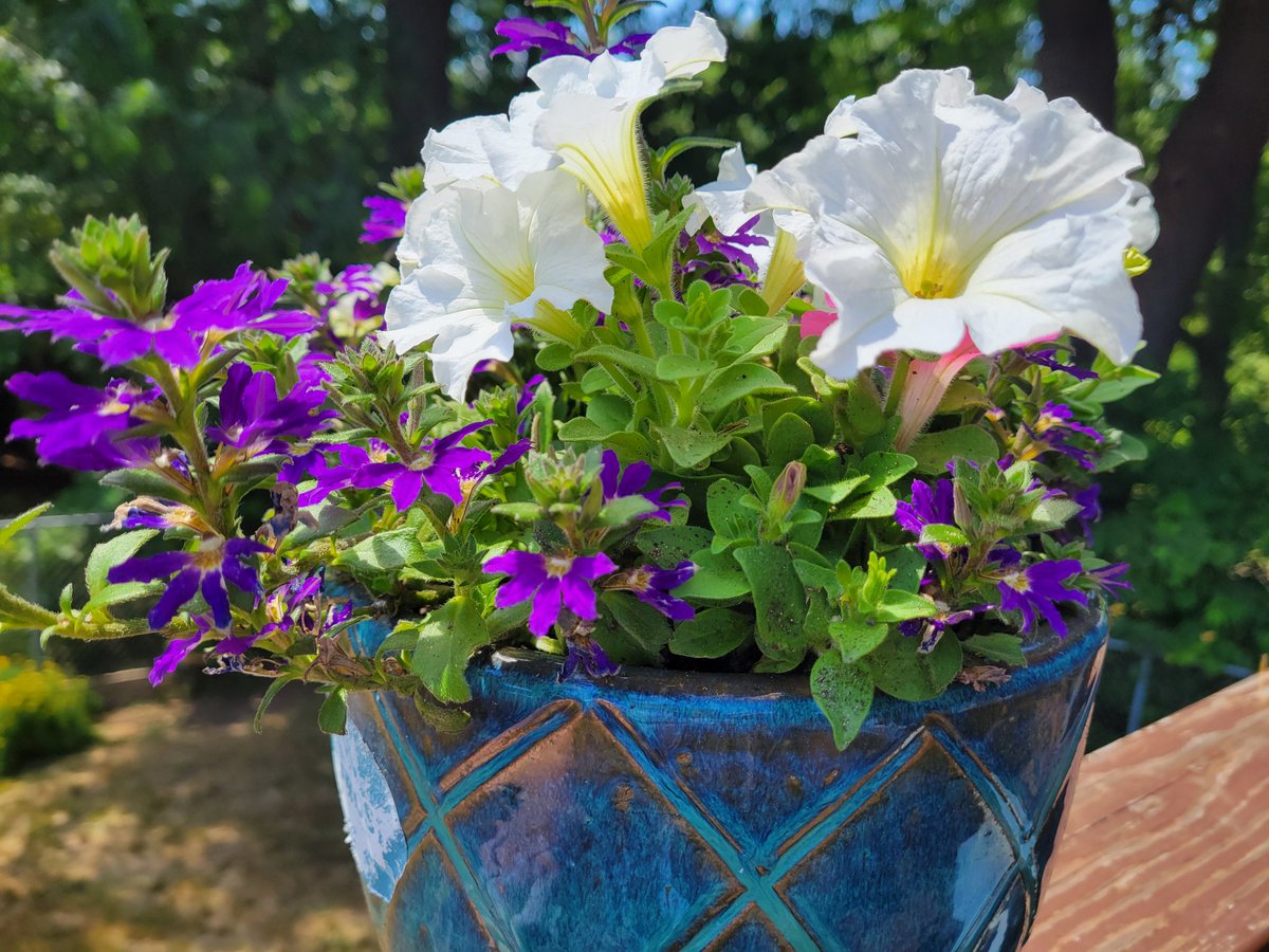 hopeformee's tweet image. Its been an extremely hot summer in Massachusetts. Just about 90 degrees every day. Blooms have been struggling to keep up but our garden has so many kinds of flowers