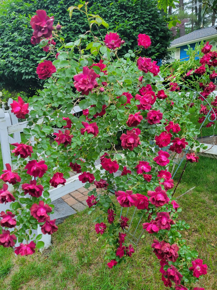 hopeformee's tweet image. Its been an extremely hot summer in Massachusetts. Just about 90 degrees every day. Blooms have been struggling to keep up but our garden has so many kinds of flowers