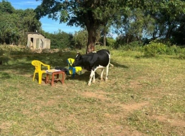 Prima7330's tweet photo. Gen Rwasande has also ordered his cows to go en vote 😄 https://t.co/smHdkDYpFc