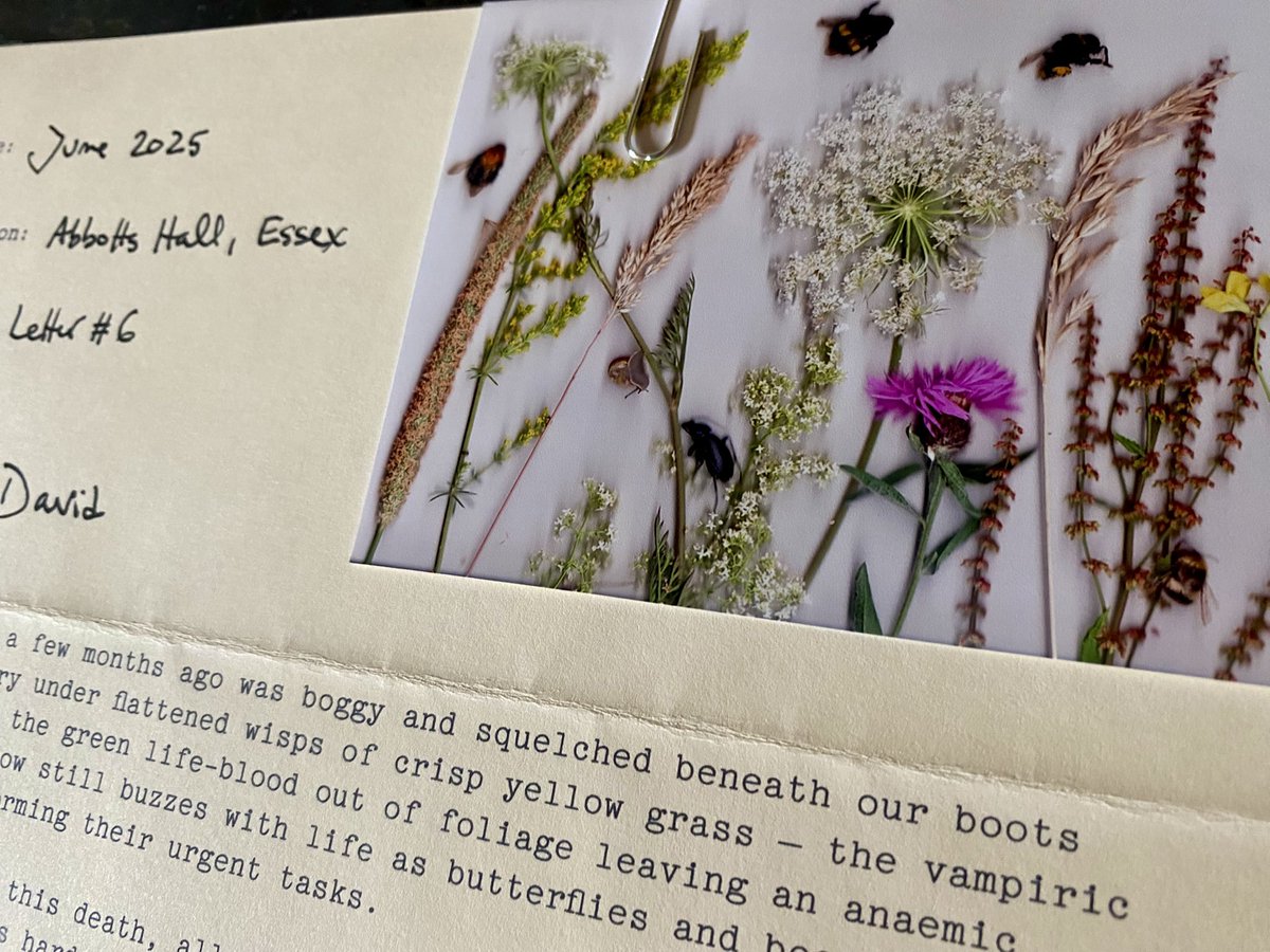 Spiddly's tweet image. “The ground which a few months ago was boggy and squelched beneath our boots is now concrete-dry under flattened wisps of crisp yellow grass.”
Summer arrives in ‘The Naturalist Letters’ series from @danielandclara bit.ly/4gFnHbc #MailArt