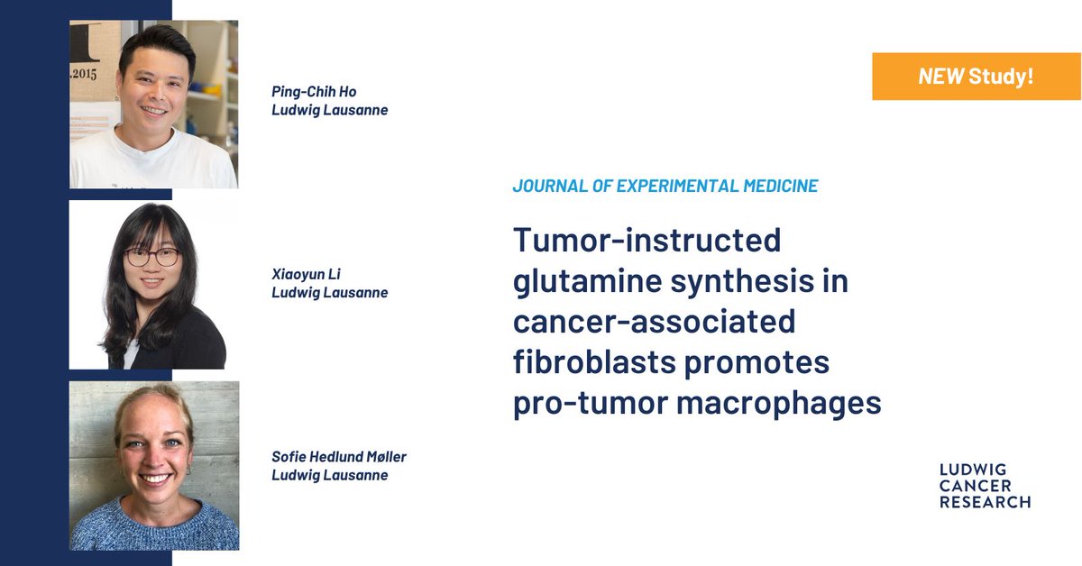 Ludwig_Cancer's tweet image. Researchers led by Ludwig @unil’s Ping-Chih Ho, Xiaoyun Li & Sofie Hedlund Møller report that cancer cells secrete fats that prompt fibroblasts to flip macrophages into a pro-cancer state. Disrupting this process impairs growth in melanoma tumors in mice. bit.ly/3U5WYfj