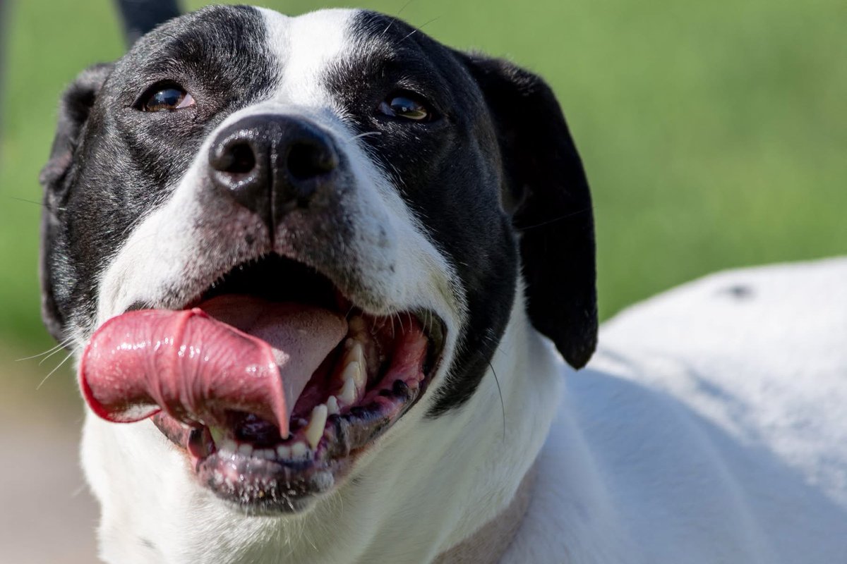 CountWhackula's tweet image. Goodbye Abbie. You’ll always be our good girl💔💔💔