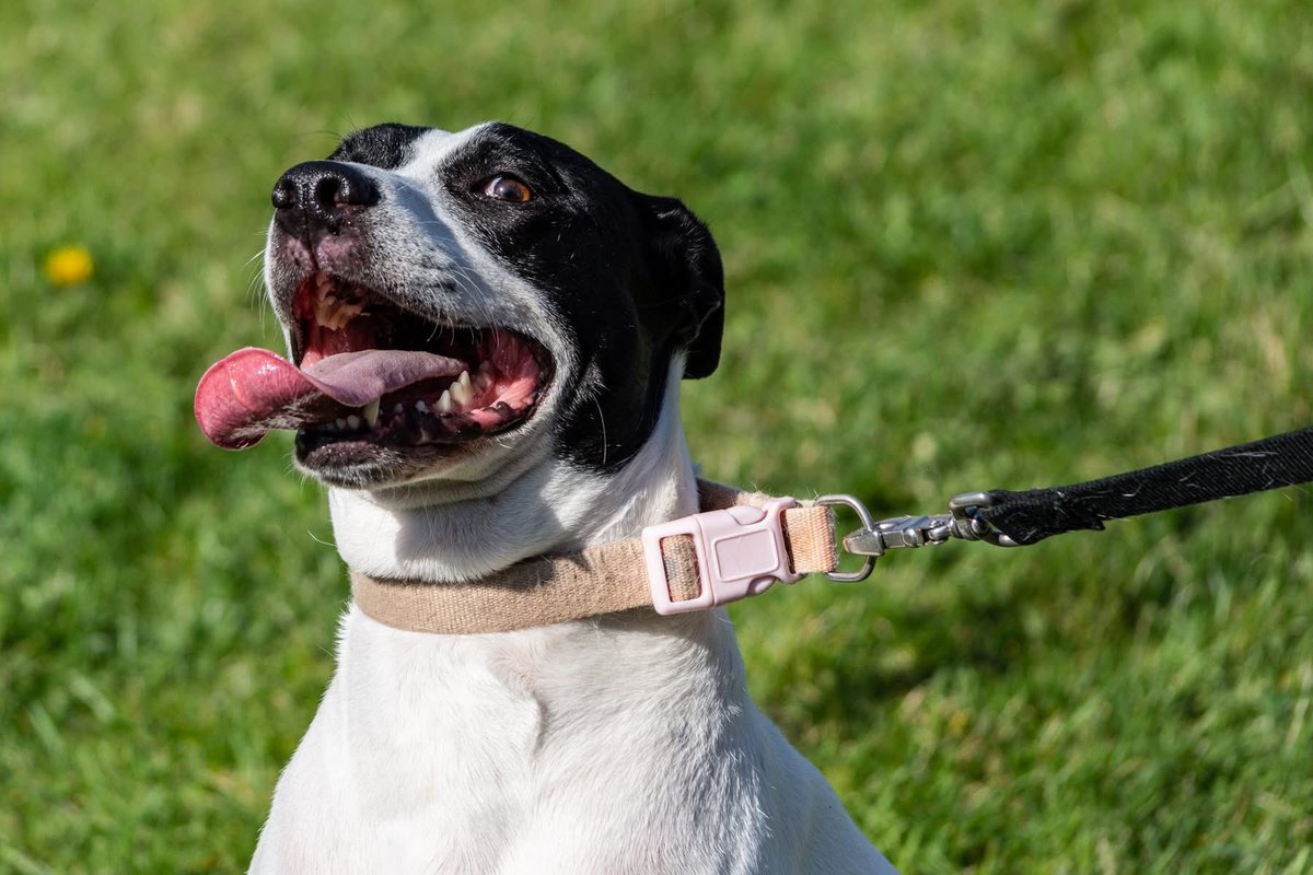 CountWhackula's tweet image. Goodbye Abbie. You’ll always be our good girl💔💔💔