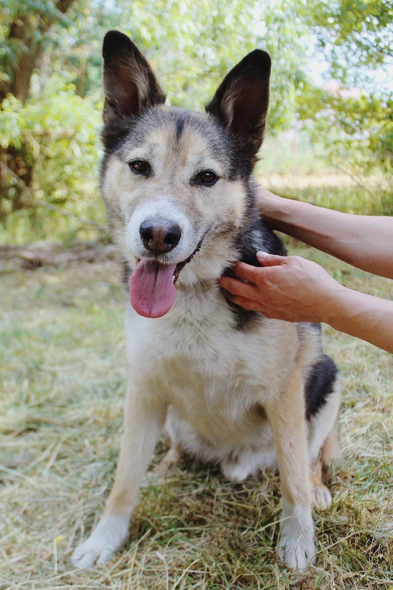 SKOCZEK🦮🙏🏡🆘Chciałam przypomnieć,że ten wspaniały PIES nadal czeka na swojego CZŁOWIEKA😔9 rok się zaczął jak tkwi w schronisku❗️Czy zdąży zaznać jeszcze szczęścia⁉️Czy odejdzie niechciany, niekochany w schronisku jak LONIO😟💔
Szczytno, 792-373-519