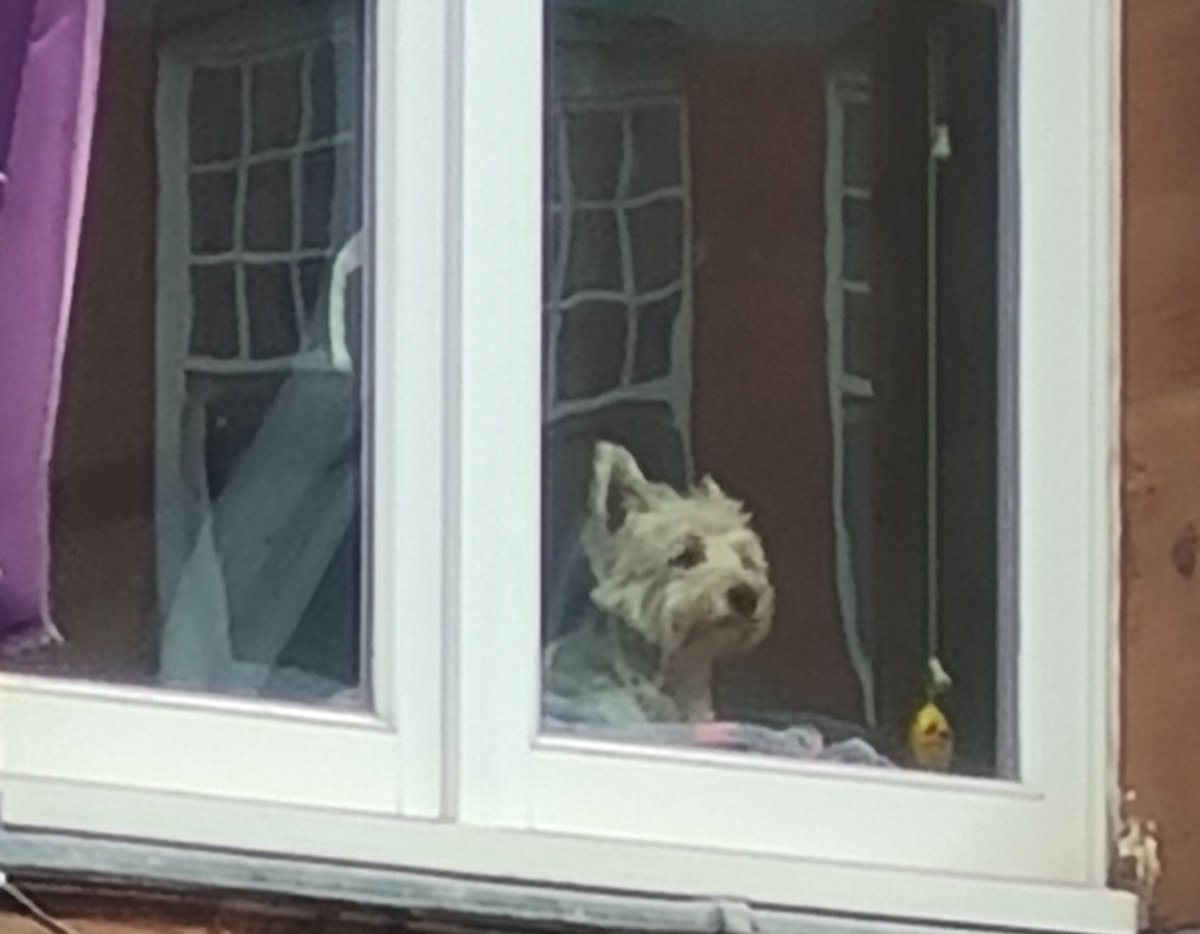 I see this cute little #Westie terrier every time I sit outside in Wimbledon Village for a coffee. He loves to watch the world go by... #dogsoftwitter