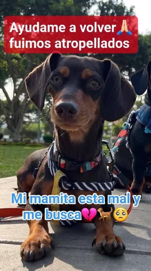 rommyb's tweet image. SE BUSCA A SALCHICHA ATROPELLADA EN MIRAFLORES
Ocurrió el 16 de julio, en Roca y Bologna. Su humana está hospitalizada y solo pregunta por su perrita, que salió volando. 
Ha sido vista por Sergio Bernales
Cualquier avistamiento, wsp ☎️947251957 945123531