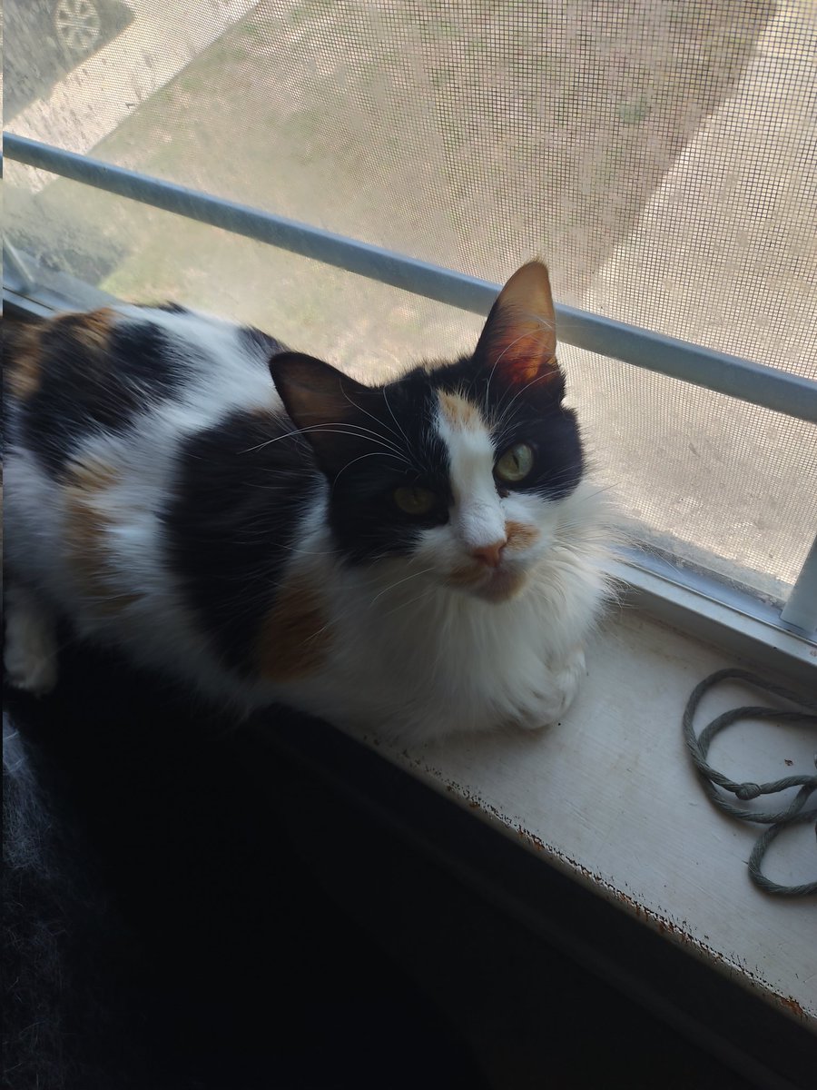 Shugarrbeans's tweet image. Ams takming a breaki froms babi catto sittings. Bakimngs mine laof in the wimdoe #CatsOfTwitter