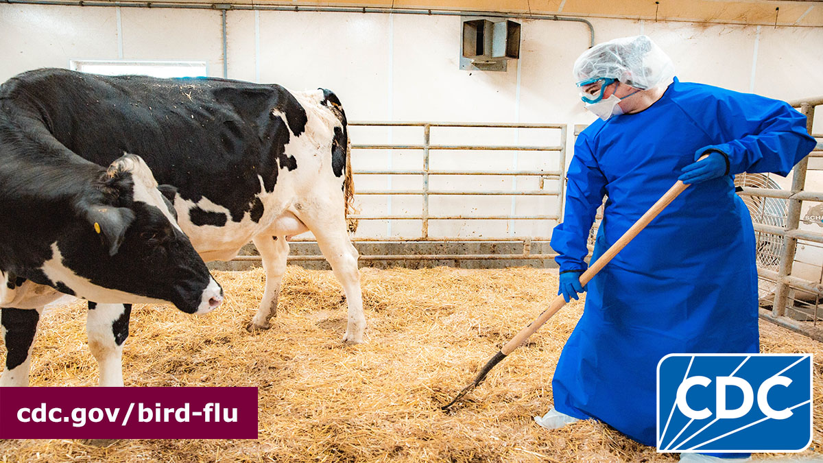 CDCFlu's tweet image. Where you work and what you do determines H5N1 #birdflu exposure level. Working on a farm with an H5N1 outbreak is an example of high exposure. Find out more about how you can protect your workers from exposure to H5N1 #birdflu viruses: tinyurl.com/mr37jfed