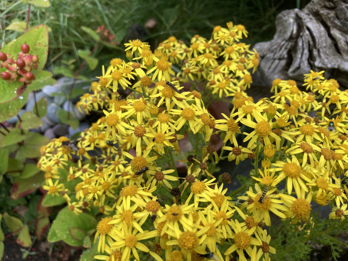 growing in our garden , after flowering is pulled up but great for insects!!