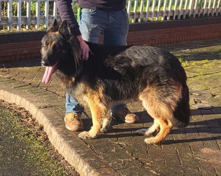 millypod1's tweet photo. House break in, dog #STOLEN ?? #Lost #ScanMe
Special diet and medication required.
๐14 JULY 2025 German Shepherd Dog Male
#Brownhills #WS8 #Westmidlands #Walsall #Staffordshire
https://t.co/aARsMmGuu0 https://t.co/ypQCjKxvDC