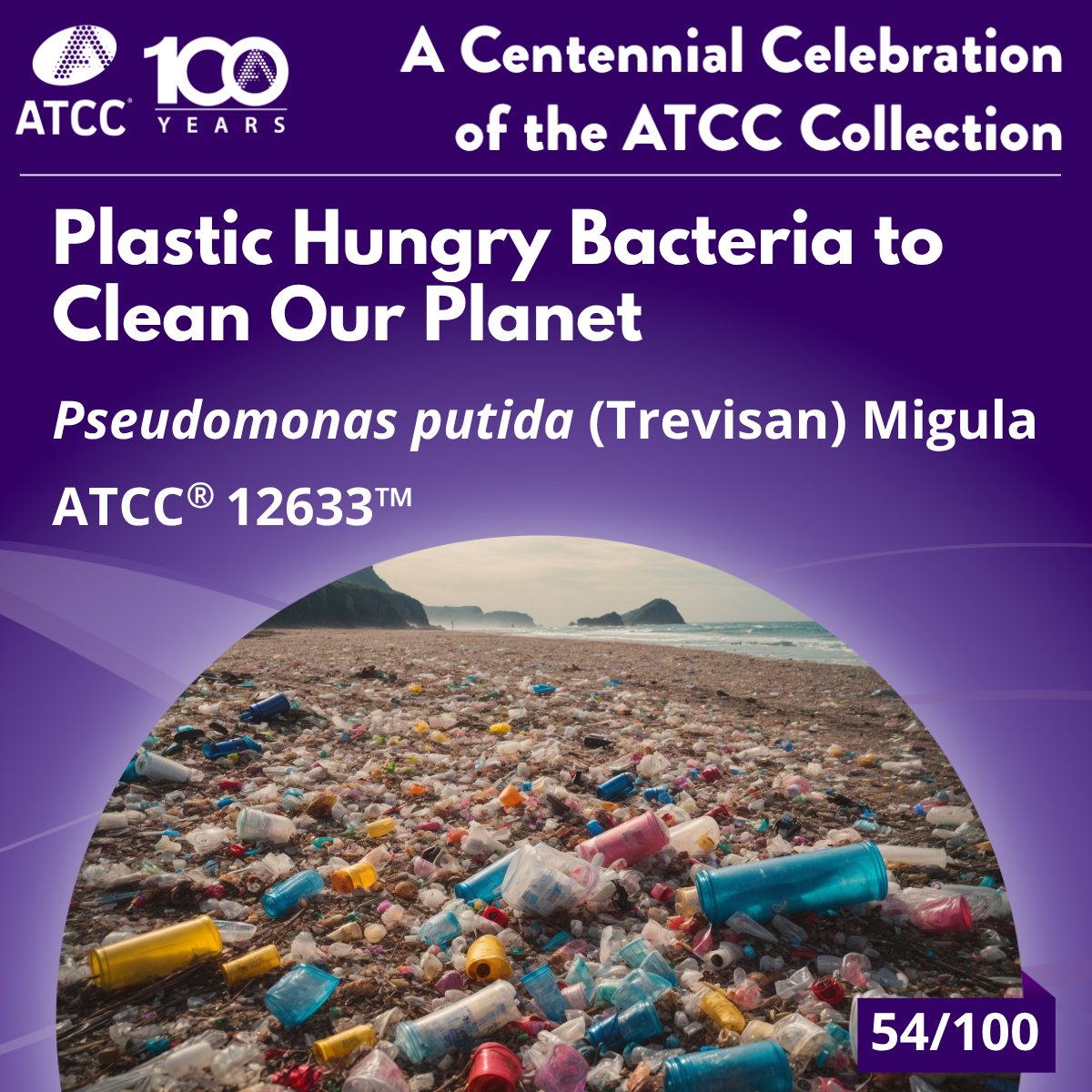 officialatcc's tweet image. Bioremediation uses microbes to clean pollution. Pseudomonas putida breaks down toxic compounds like naphthalene and even plastics like PET and Styrofoam. With genetic tweaks, it could be a powerful ally in fighting environmental pollution. ow.ly/cq3s50WreYI
#100for100