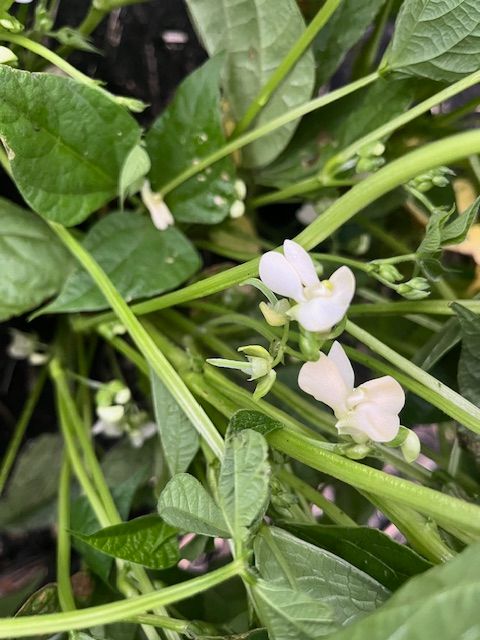 HDCWest's tweet image. Pinto beans are emerging, which means it's time for fungicide!

Let’s set these beans up for success!

#Manitoba #FarmingLife #PintoBeans #CropCare #FungicideTime #HensallCoop