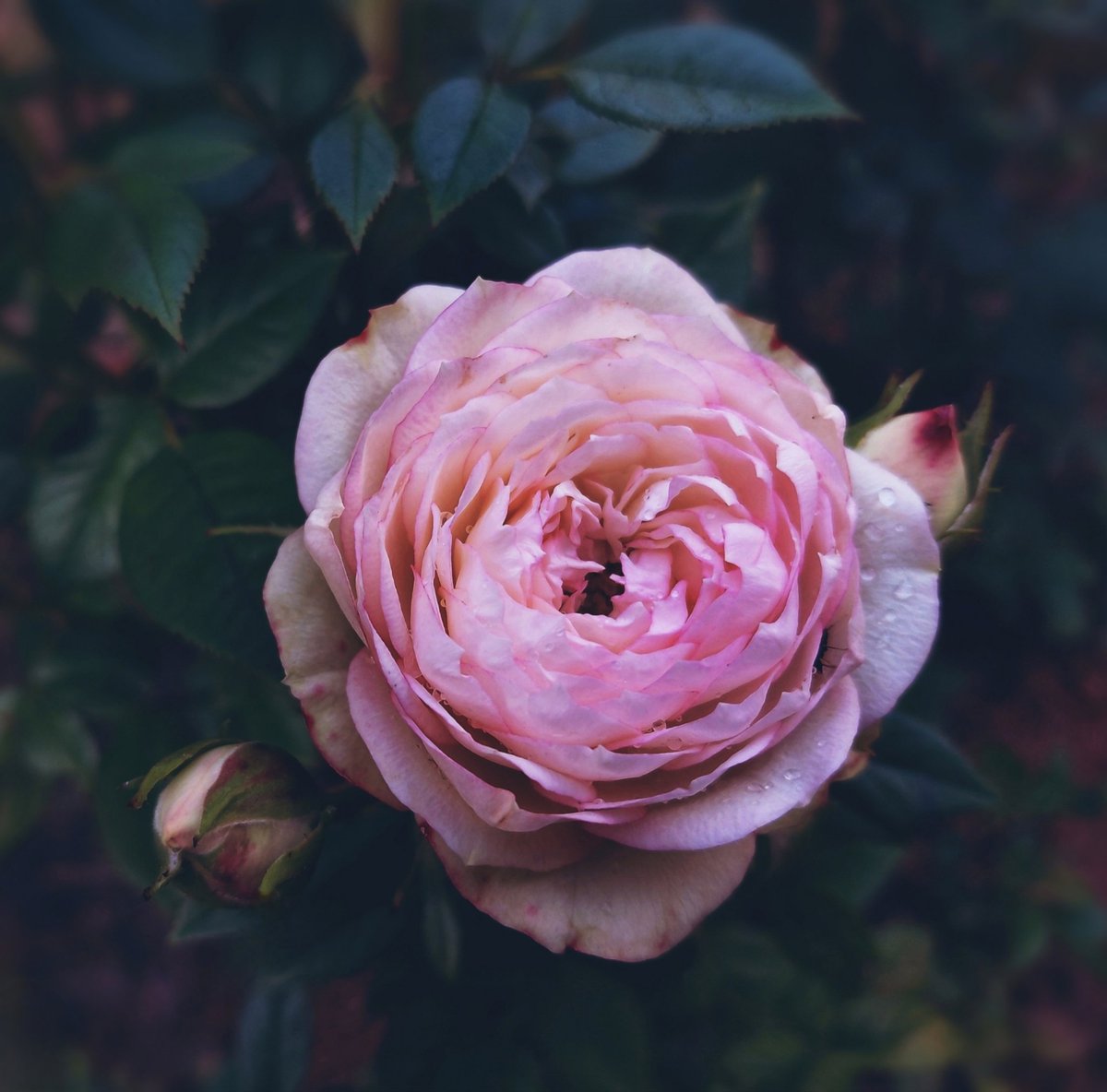 you are the love
I watered
with my tears ~

#myphoto #flowerphotography