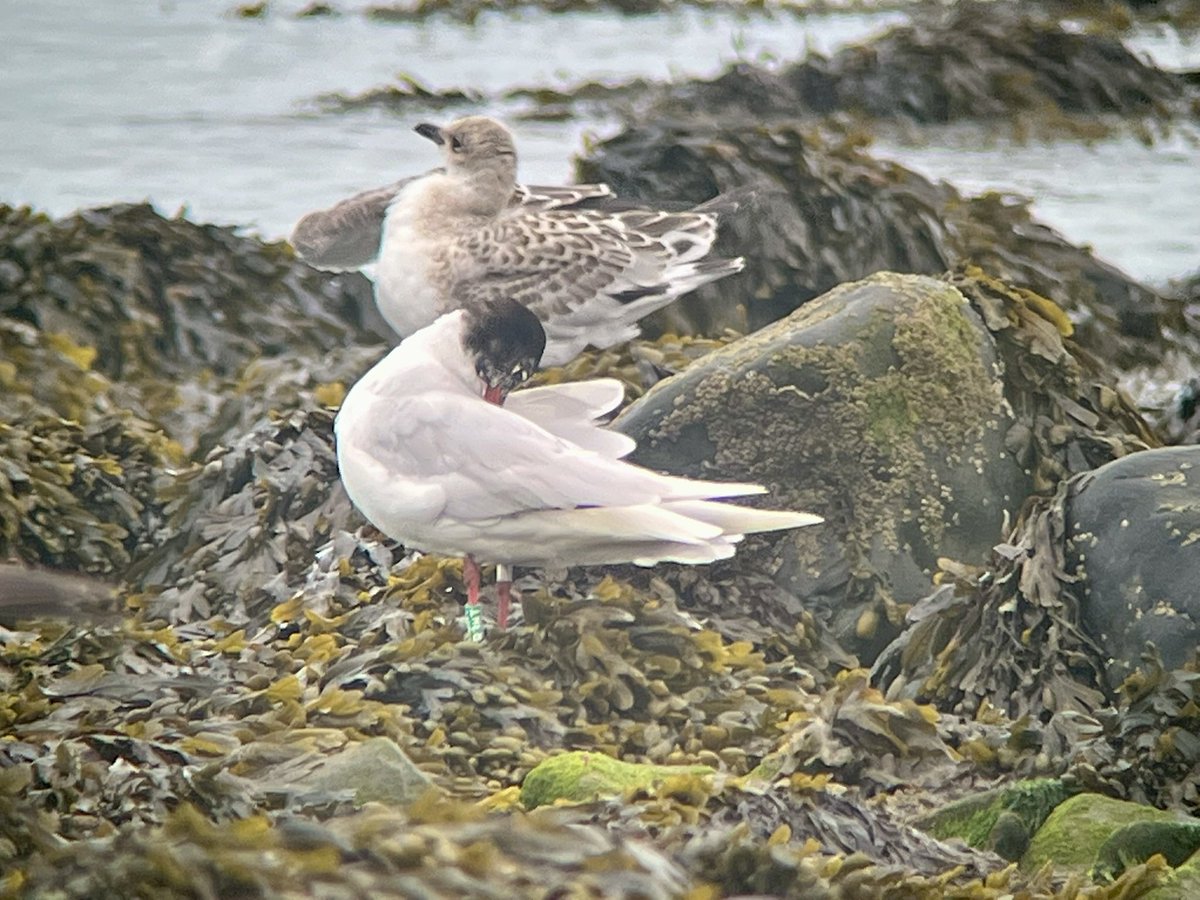 marcbuzzard's tweet image. A good day with @Callahanbirder with Crossbills, singing Redstart and Goshawk. Then a short but cracking Med Gulls session with @ArfonWilliams4 with 500 Med Gulls inc. 58 juvs + 6 colour rings read (2 Red, 2 Green and 2 White). Common Sand, Blackwit, Whimbrel too 👍 #Ceredigion