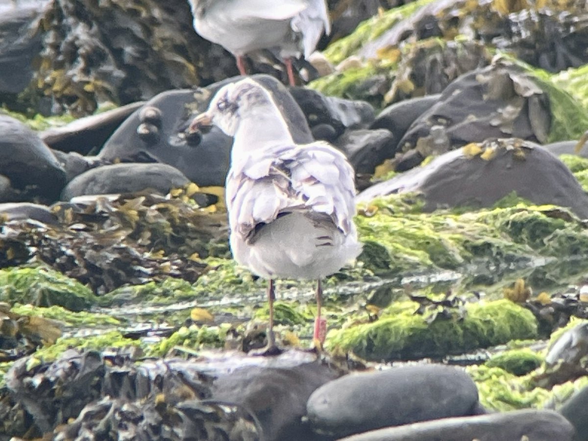 marcbuzzard's tweet image. A good day with @Callahanbirder with Crossbills, singing Redstart and Goshawk. Then a short but cracking Med Gulls session with @ArfonWilliams4 with 500 Med Gulls inc. 58 juvs + 6 colour rings read (2 Red, 2 Green and 2 White). Common Sand, Blackwit, Whimbrel too 👍 #Ceredigion