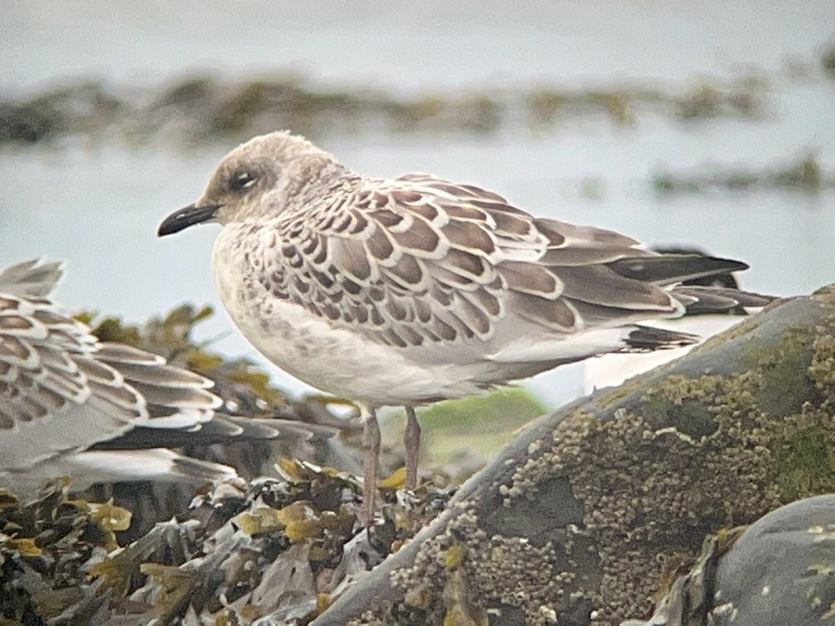 marcbuzzard's tweet image. A good day with @Callahanbirder with Crossbills, singing Redstart and Goshawk. Then a short but cracking Med Gulls session with @ArfonWilliams4 with 500 Med Gulls inc. 58 juvs + 6 colour rings read (2 Red, 2 Green and 2 White). Common Sand, Blackwit, Whimbrel too 👍 #Ceredigion