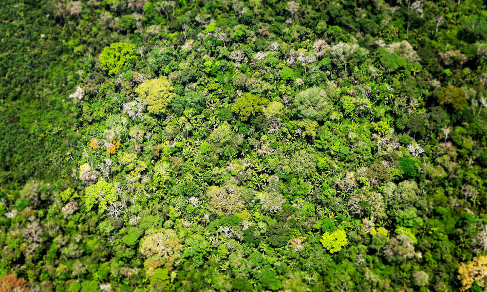 treemissions's tweet image. "In a forest of a hundred thousand trees, no two leaves are alike. And no two journeys along the same path are alike."
— Paolo Coelho