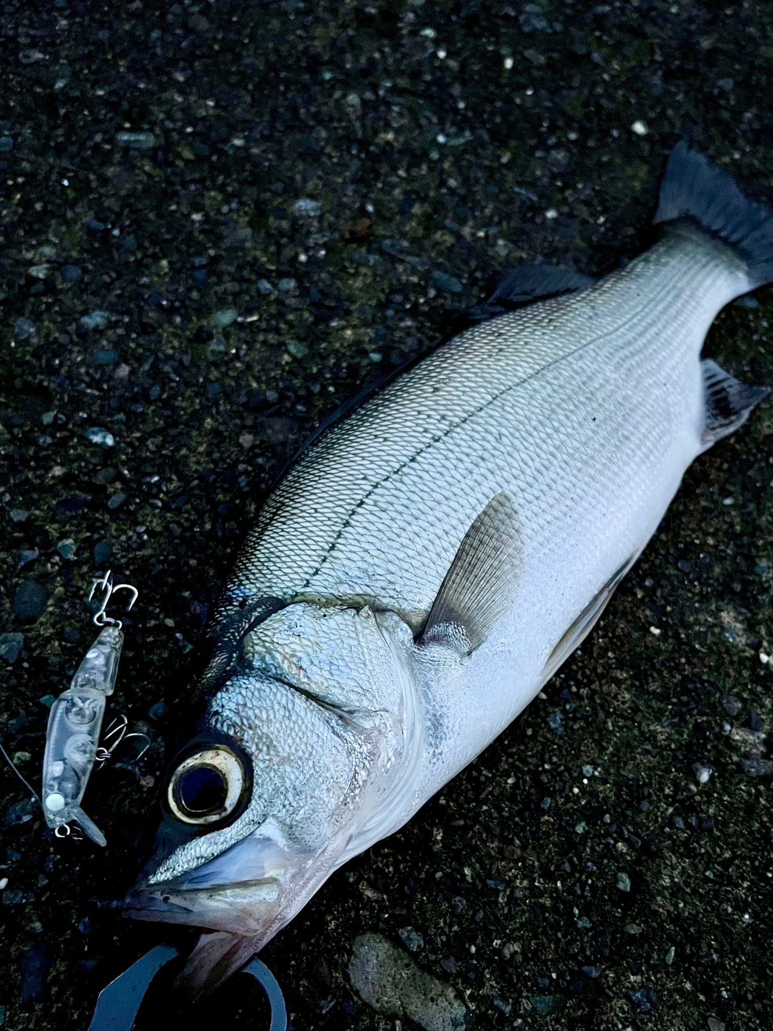 マス 鱒 ウッドカービング フィッシュデコイ マス 鱒 ウッドカービング フィッシュデコイ マス 鱒 ウッド