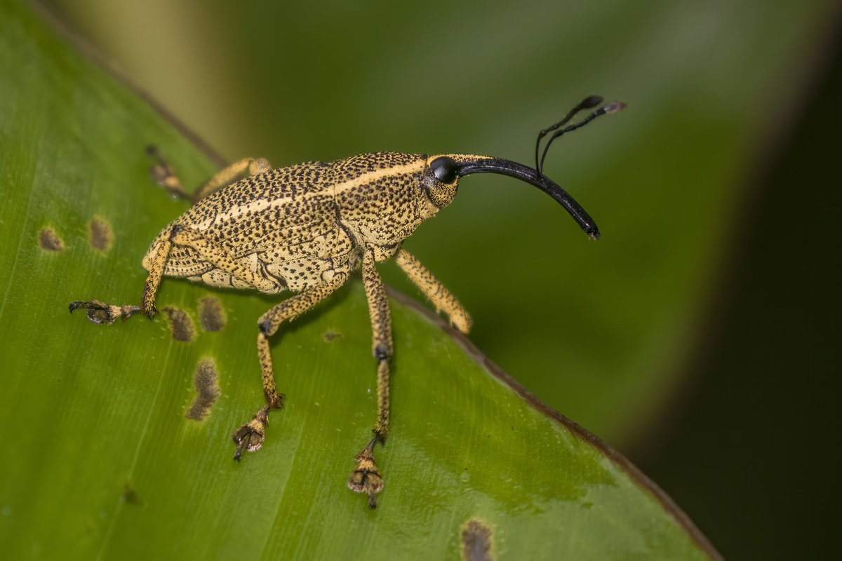treemissions's tweet image. Did you know that there are more species of weevils, a type of beetle, than there are species of vertebrates in the world? It's like nature decided to play a game of "who can have more species" and the weevils were like, "Hold my drink."