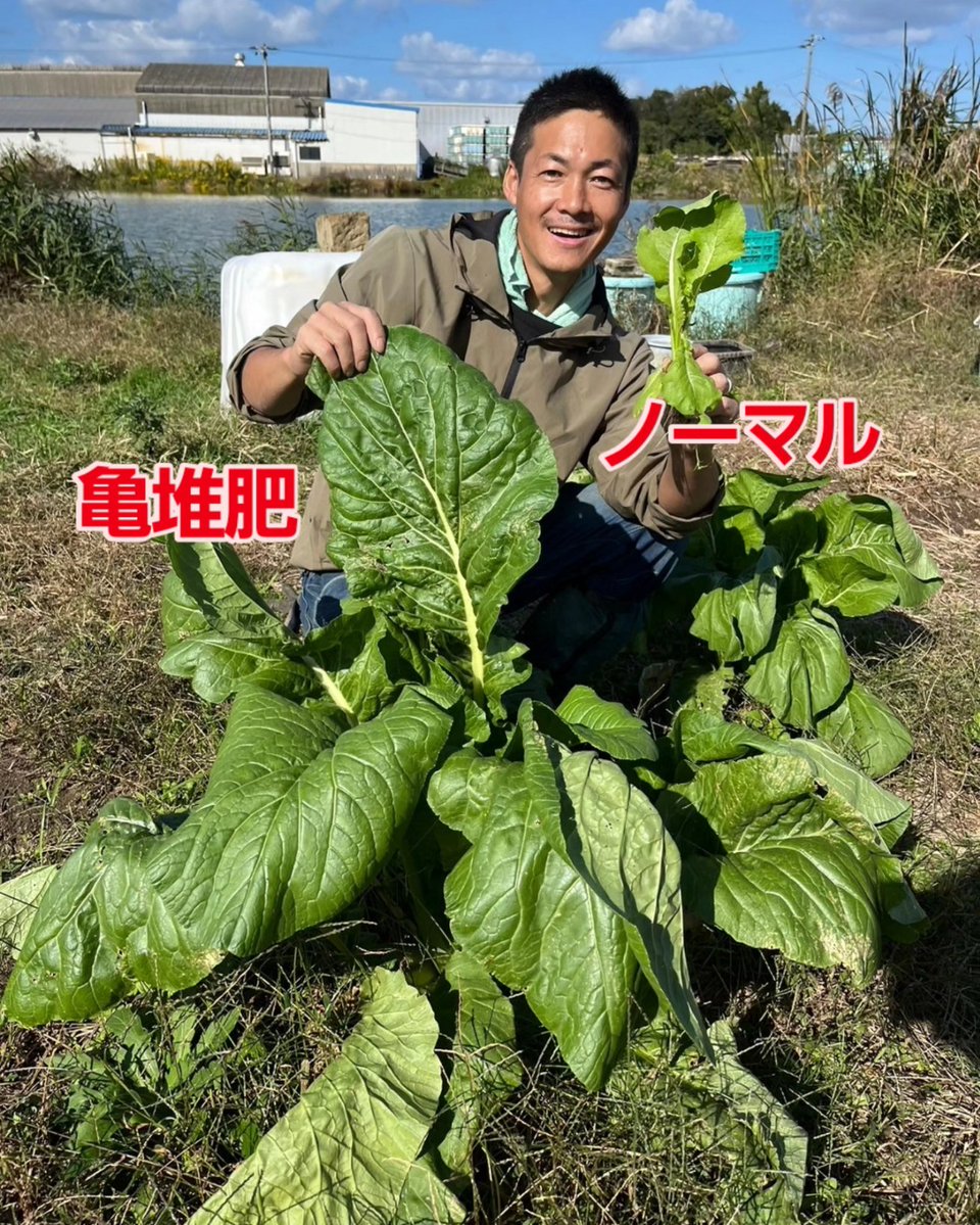 tomoniine's tweet image. 亀堆肥と普通の堆肥で
とうなの大きさが5倍位違う
お化け！とうな！が出来ました。
未来を救える可能性を秘めた亀堆肥！
亀さんの命は絶対に無駄にしません
生物多様性条や、より多くの命を守る為に亀を一刻も早く防除して素敵な未来を願います。