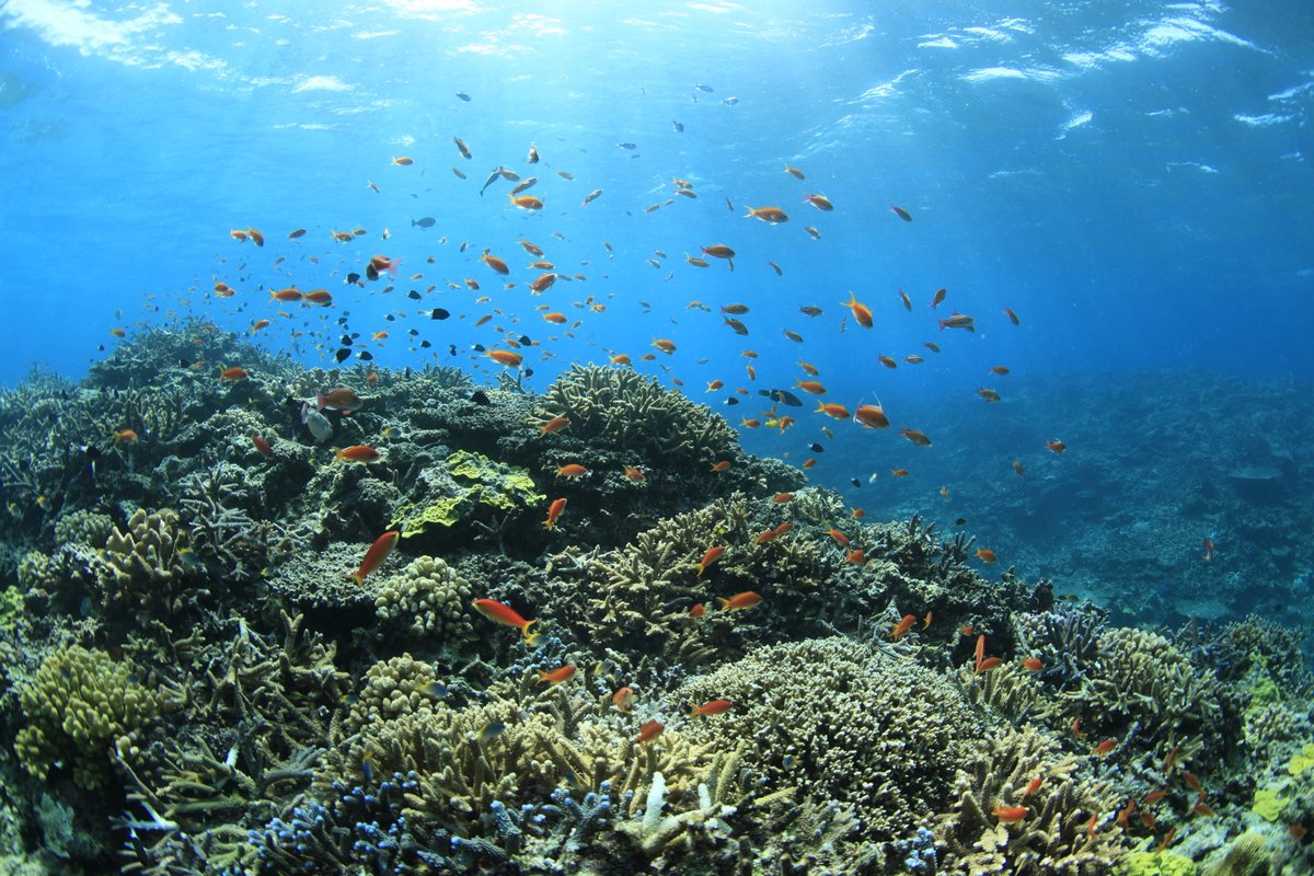 JapaninCanada's tweet image. We're closed today for Marine Day or Umi no Hi (海の日), a Japanese public holiday. It's a special holiday dedicated to giving thanks for the blessings of the sea and reflecting on the importance of Japan’s rich maritime history and beautiful ocean environment.
📷: ©OTCB, find47