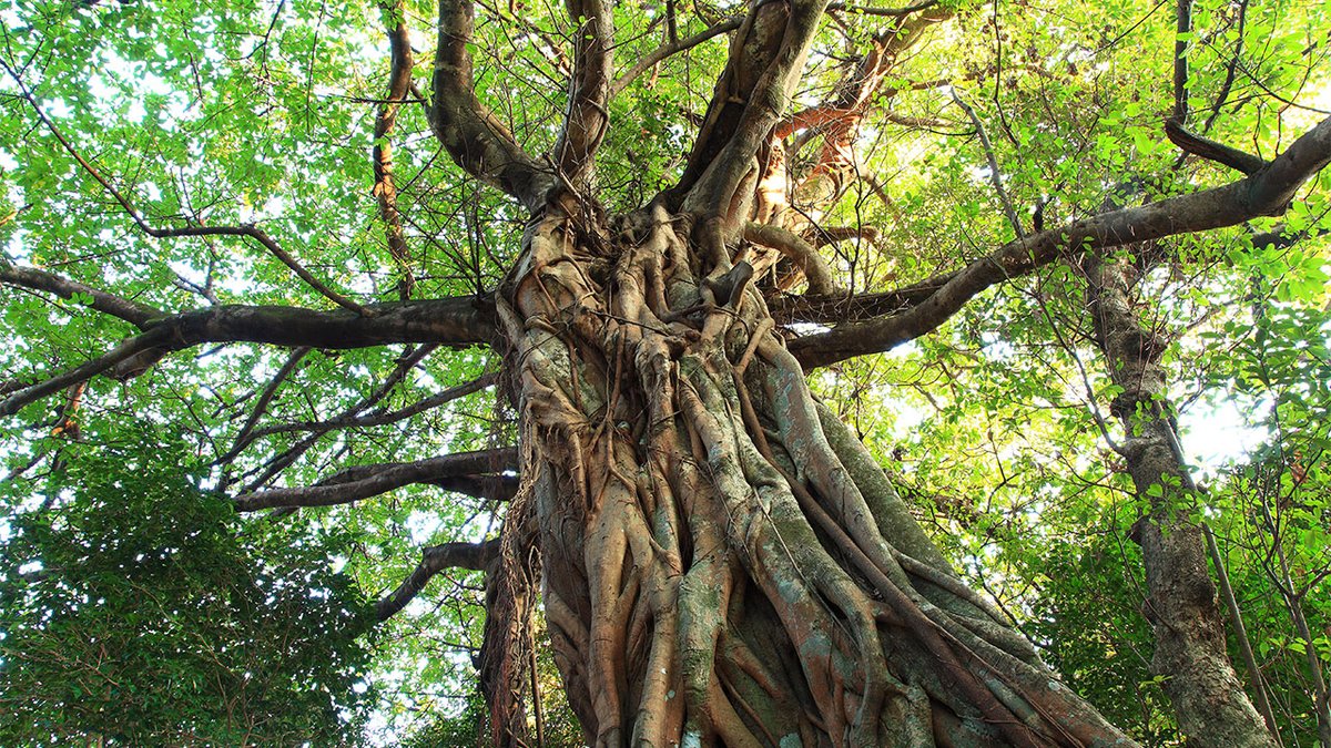 treemissions's tweet image. Did you know that some trees have a secret life of crime? The strangler fig, for example, starts its life as a tiny seed deposited by a bird in the branches of another tree. As it grows, it sends roots down to the ground, eventually wrapping around and strangling the host tree.…