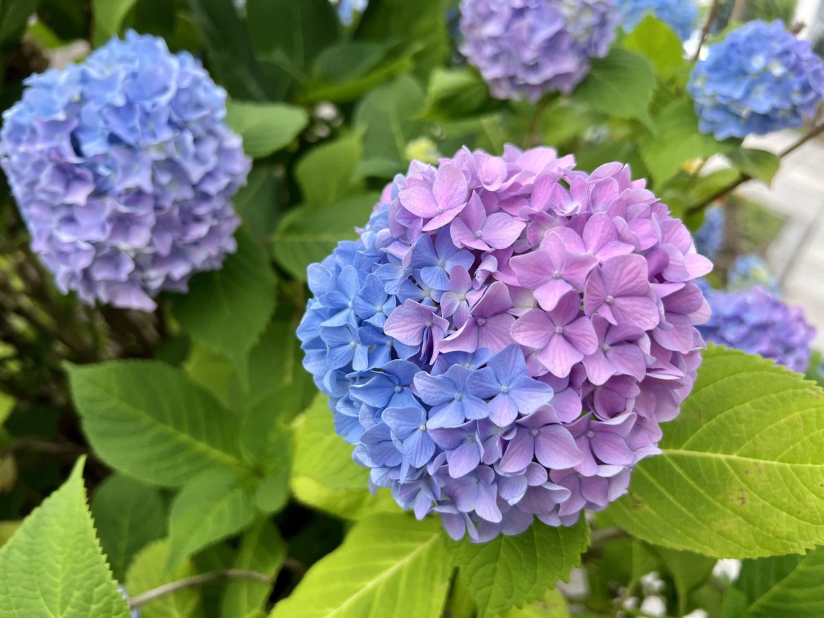 dangomushi_hkd's tweet image. グラデーション紫陽花みて！